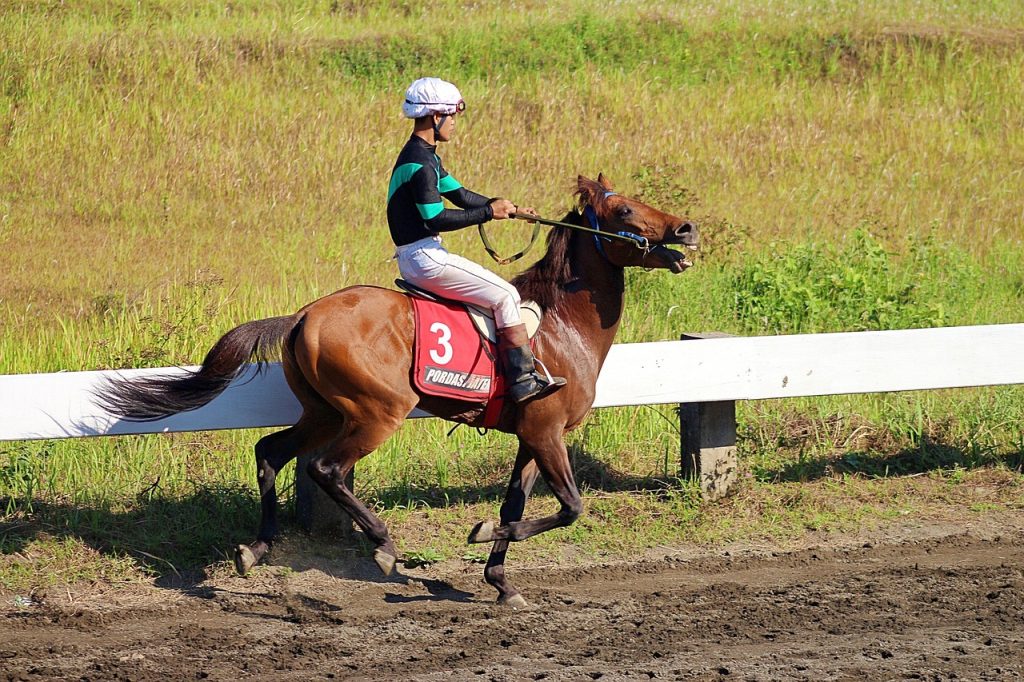 horse, race, indonesia, animal, nature, overview, speed, stallion, ride, horses, horse race, java, kuda pacu, derby, kuda derby, deby horse, balap kuda, kuda separated by comma, horse race, derby, derby, derby, derby, derby